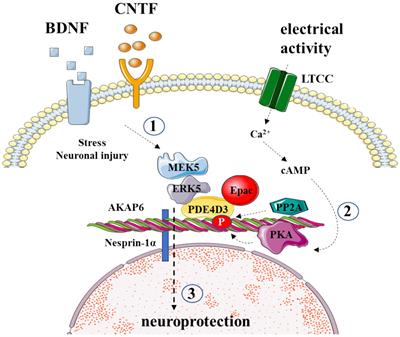 Exploring AKAPs in visual signaling